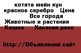 котята мейн кун, красное серебро › Цена ­ 30 - Все города Животные и растения » Кошки   . Хакасия респ.